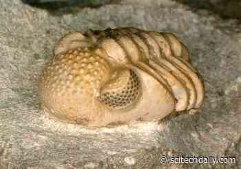 Primordial “Hyper-Eye” Discovered: Astonishing 390 Million-Year-Old Hyper-Compound Eye With 200 Lenses