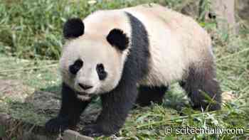 Wildlife Conservation on Ice: Frozen Zoos To Save Animals