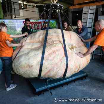 Europas schwerster Kürbis kommt aus der Toskana - radioeuskirchen.de