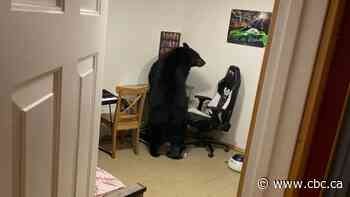 This Alberta bear came in the bedroom window. The family's dilemma was how to get it out