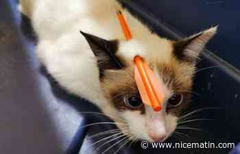 Un chat errant reçoit une flèche d'arbalète en pleine tête et survit, la fondation 30 Millions d’Amis porte plainte