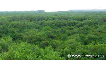 PM Invoked Gandhi, Centre Sought Dilution of Forest Act on Oct 2 - NewsClick