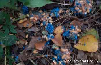 Dogs taken ill after food laced with poison laid at Parkhurst Forest - Isle of Wight County Press