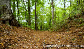 5 Must Do Things Around Davy Crockett National Forest - 365 Things to Do in Houston