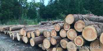 Back to the forest: Japan uses most homegrown trees in 48 years - Nikkei Asia