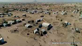 Refugees in Cameroon have turned a desert camp into a thriving forest - Euronews