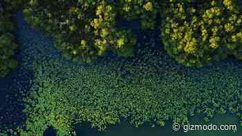 Stunning Inland Mangrove Forest Is a ‘Lost World’ - Gizmodo