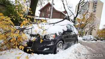 Arborists reflect on saving Winnipeg's urban forest on anniversary of 2019 snowstorm - CBC.ca