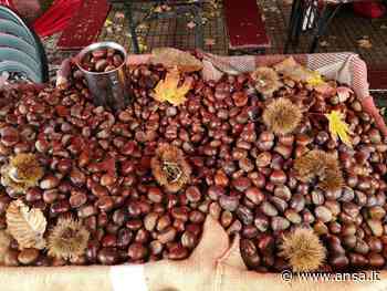 Cuneo, torna la Fiera del Marrone dopo lo stop del 2020 - Agenzia ANSA