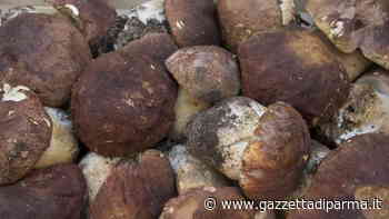 Spuntano i porcini. E le polemiche - Gazzetta di Parma