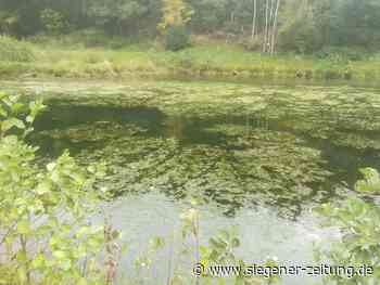 Experte übt Kritik: Überall Algen: Sorge um Pocheweiher in Niederschelden - Siegener Zeitung