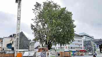 „Siegen – Wissen verbindet“: Grüne sorgen sich um Bäume - Westfalenpost