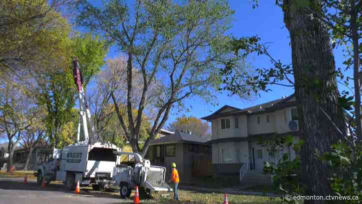 Garneau neighbourhood renewal costing some of city's oldest trees