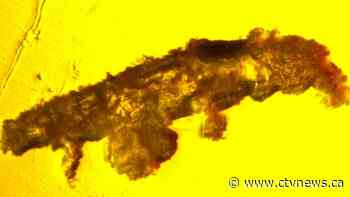 Fossil discovery reveals new species in 16-million-year-old amber