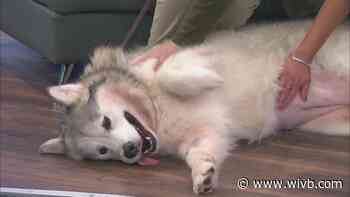 SPCA Monday: Blizzard