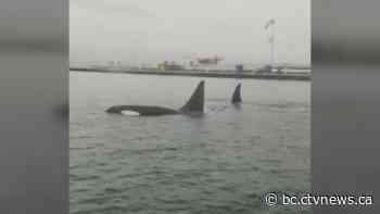 Orcas spotted swimming close to seaplane dock in downtown Vancouver