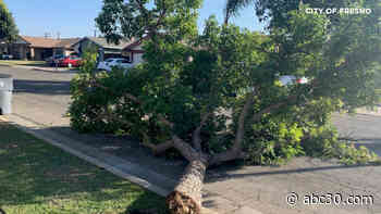 Strong winds bring down trees, blow dust across Central CA