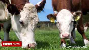 China bans British beef again over mad cow disease
