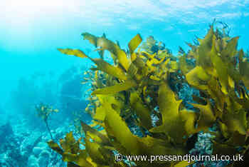 SPONSORED: Salmon, seaweed and sustainability; the future of aquaculture and food production in Scotland - Press and Journal