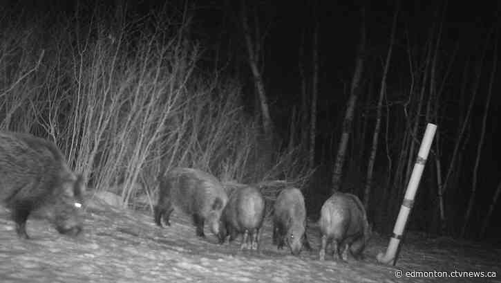 Invasive wild pigs in national park for first time at Alberta's Elk Island