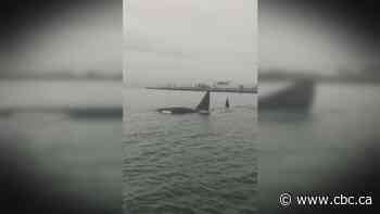 Killer whales spotted in Vancouver harbour a sign of return of a healthy ecosystem, expert says