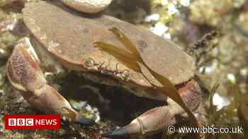 Brown crabs find underwater power cables 'difficult to resist'