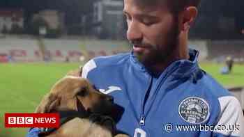 Pooches, puppets, paintings - some of the stories of the week