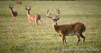 DNR's latest crackdown on deer farms could halt movement of captive whitetails for more than a year