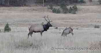 Elusive Elk That Wandered Around the Woods with a Tire Around Its Neck for Two Years Gets Happy Ending
