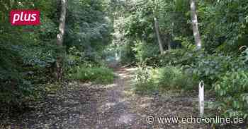 Käfertaler Wald in Mannheim wird fit für den Klimawandel - Echo Online