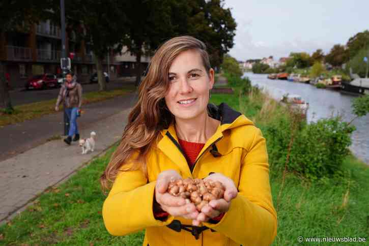 Gents MilieuFront wil 20.000 bloembollen planten: “Einddoel is hele Coupure vol voorjaarsbloemen”