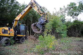 Riesa: Wäldchen im Industriegebiet Zeithain kommt weg - Sächsische.de
