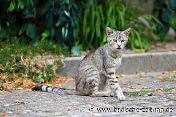 Breisach: Verordnung soll Probleme mit verwilderten Katzen lösen - Breisach - Badische Zeitung