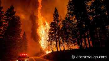 Impact of forest thinning on wildfires creates divisions