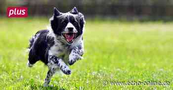 In Heppenheim ist der Weg zur Hundewiese frei - Echo-online