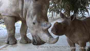 Augsburger Zoo muss Nashornbaby gleich nach Geburt einschläfern