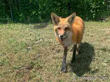 Toronto Zoo searching for escaped fox - Toronto Sun