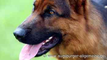 Polizei erwischt Dieb mit gestohlenem Schäferhund