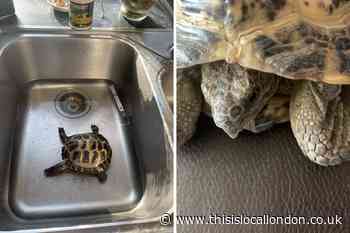 Barnet tortoise found behind car wheel still homeless