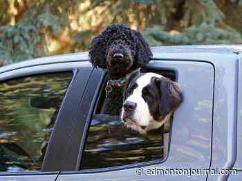 Edmonton weather: Sunny then chilly then sunny again oh look dogs in a car