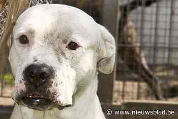 Man mag drie jaar geen honden houden omdat hij American stafford en Rhodesian ridgeback verwaarloosde