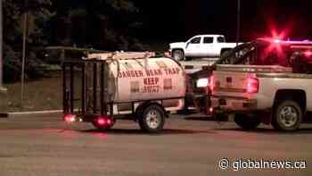 Bear and cub spotted in southwest Calgary: police