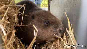 As beavers return to Britain, their presence becomes a gnawing problem
