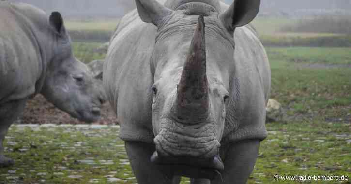 Mutter verweigert Milch: Zoo lässt Nashorn-Baby einschläfern