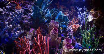 High-End Design Comes to the Fish Tank