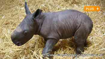Nashorn-Baby im Zoo eingeschläfert: War Aufzucht mit Flasche keine Option?