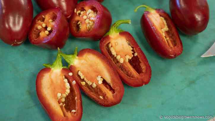 Student plant breeders tweak new variety of jalapeno popper pepper