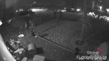 Bear and cub spotted in southwest Calgary yard