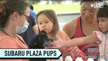 Philadelphia Union teams up with Subaru to help local dogs find forever homes