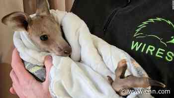 Two teenagers charged for allegedly killing 14 kangaroos